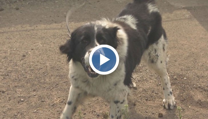 Димитър Тодоров по прякор Барзата от село Динката е герой и автор на един от клиповете, качени в социалните мрежи, а каракачанското куче на име Амиго е негово