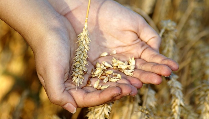 Ограничителната мярка ще спомогне за стабилизиране на цените на зърното и ще гарантира вътрешните нужди на страната от зърно и преработени продукти