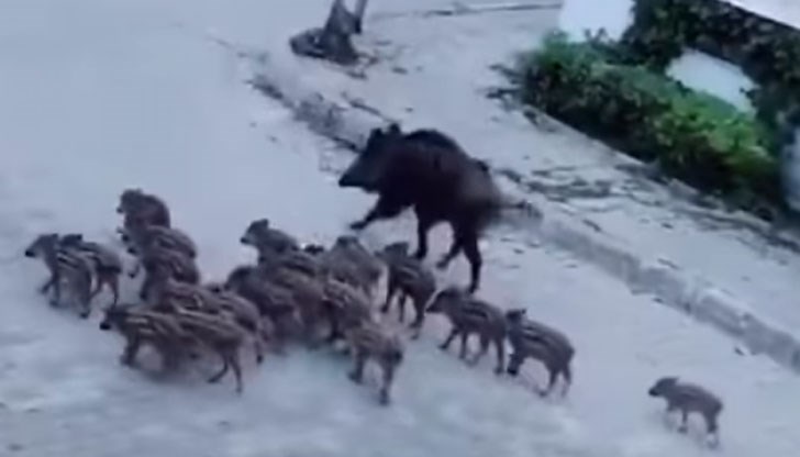 Видео с необичайната гледка беше споделено стотици пъти Видео с необичайната гледка беше споделено стотици пъти