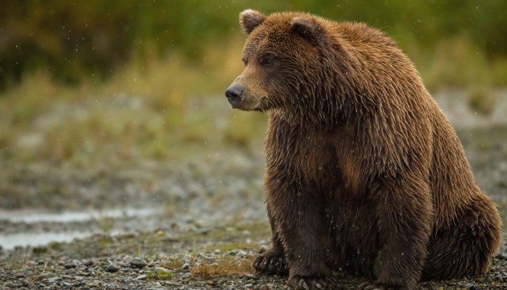 РИОСВ - Смолян провери първият за годината сигнал за щета от кафява мечка