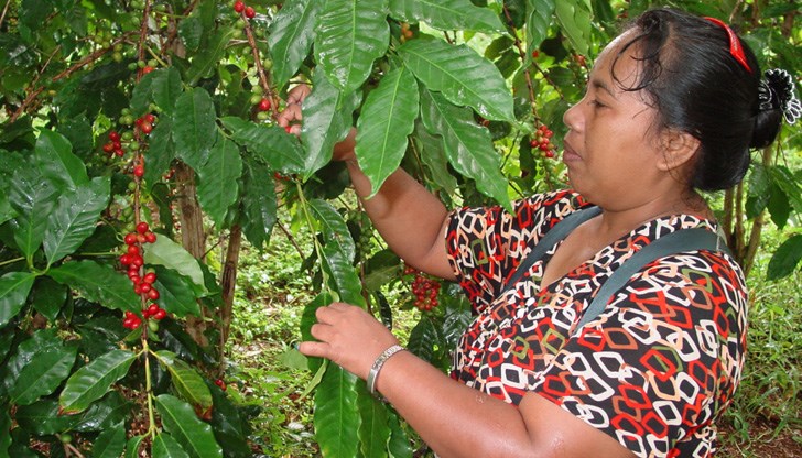 Събирането на реколтата трябва да започне, но много работници напускат плантациите Събирането на реколтата трябва да започне, но много работници напускат плантациите
