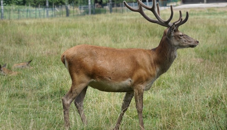 Досъдебно производство за убийство на дивеч без надлежно разрешително е образувано в Районно управление - Шумен