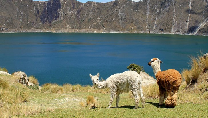 Удивителните им имунни способности са известни още от 1989 година