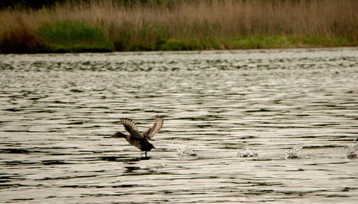 В момента най-активни са представителите на смесената колония от чапли, които мътят