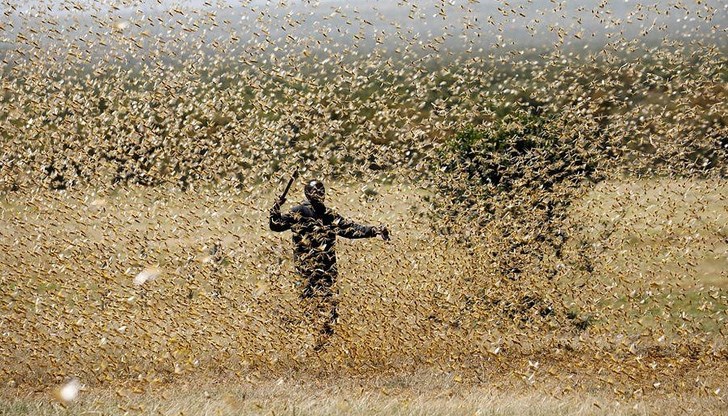 Облаци от скакалци вече унищожават обширни райони от Сомалия и Етиопия Облаци от скакалци вече унищожават обширни райони от Сомалия и Етиопия