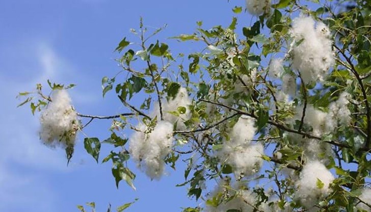 Ситуацията ще бъде особено трудна, ако не спрем епидемията до средата на юни, когато тополата цъфти