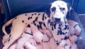 Далматинка роди 18 кученца