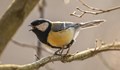 Песента на птичките има благотворно въздействие върху здравето и увеличава имунитета