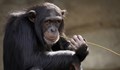 Тестове с маймуни показват, че има имунитет след COVID-19