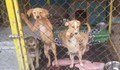 250 бездомни кучета са настанени в приюта в Русе