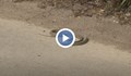 Змии стряскат майки с деца в квартали на Русе
