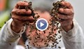 Защо измират пчелите в Плевенско?
