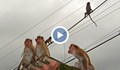Маймуни задигнаха кръвни проби на възможни носители на COVID-19