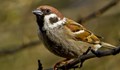 Орнитолог: Намаляването на врабчетата показва влошена жизнена среда