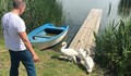 Освободиха лебедите, конфискувани от частен дом в Русе