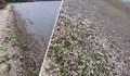 Варненското езеро изхвърли стотици килограми умряла риба
