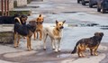 Как Община Русе ще се справи с бездомните кучета