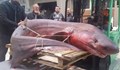 В Кавала уловиха 300 килограмова Гигантска акула