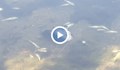 Откриха мъртва риба в езерото в село Щръклево