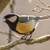 Песента на птичките има благотворно въздействие върху здравето и увеличава имунитета