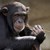Тестове с маймуни показват, че има имунитет след COVID-19