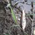 Мъртви риби изплуваха в Стара река край Исперихово