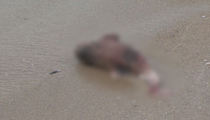 Според специалистите вероятна причина за смъртта на делфините е заплитане в мрежи