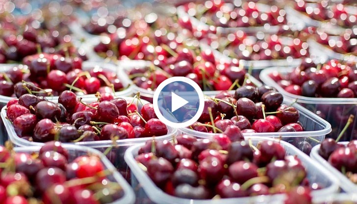 Каква реколта очакват производителите?