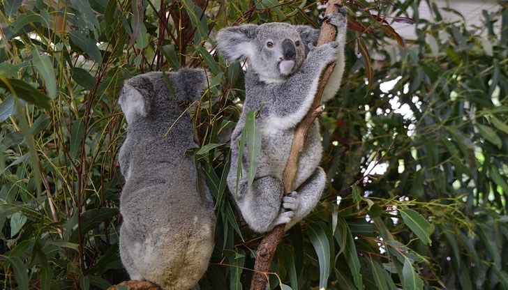 Този въпрос отдавна е загадка за учените, които до скоро смятаха, че животните не пият или пият само от време на време Този въпрос отдавна е загадка за учените, които до скоро смятаха, че животните не пият или пият само от време на време