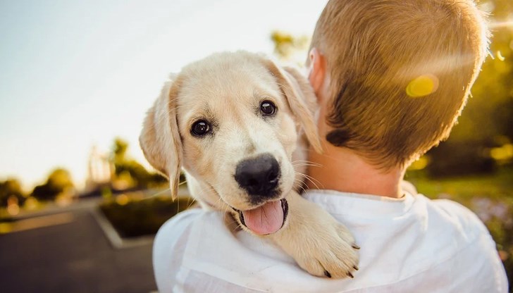 Кучетата преминават през много чувствителен период в началото на пубертета, който ги кара да се държат точно като хората
