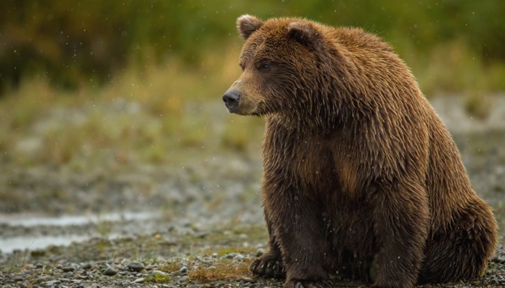 В района около хижа "Алеко" са забелязани следи от мечка
