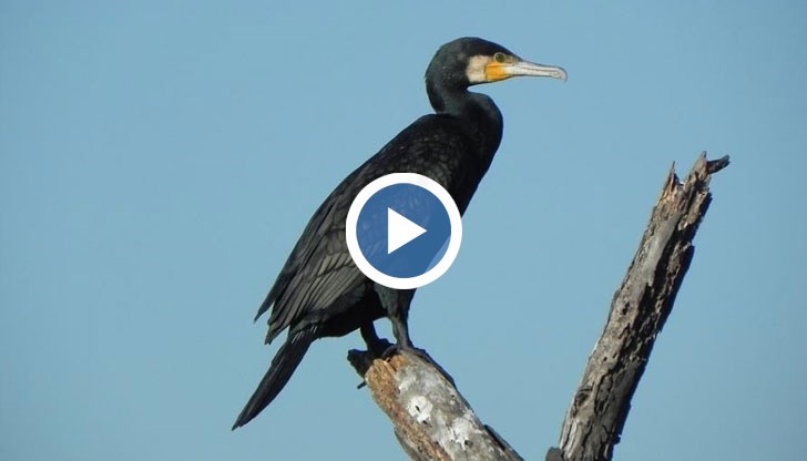 Над 180 двойки птици са загубили своето потомство