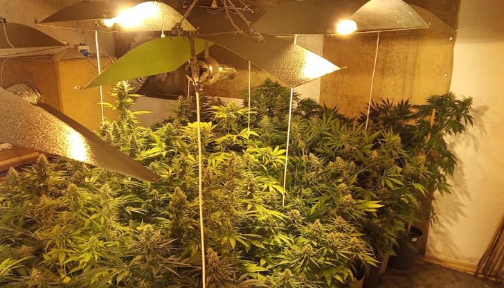 В нея са намерени 163 растения от рода на конопа с височина един метър