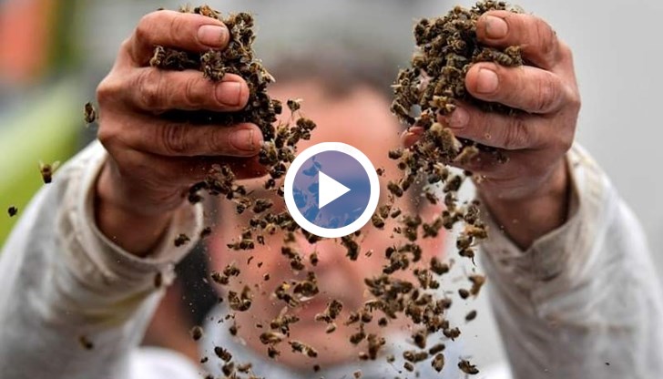 Стопаните в региона се оплакват от масово измиране на пчелите и обвиняват за това едрите зъзрнопроизводители от региона