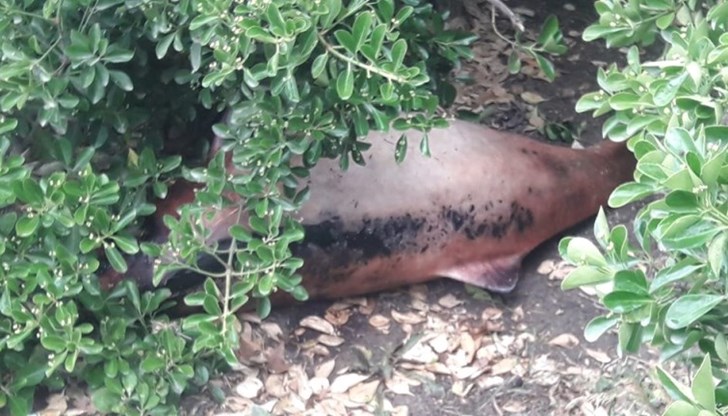 РИОСВ сезира Районна прокуратура РИОСВ сезира Районна прокуратура