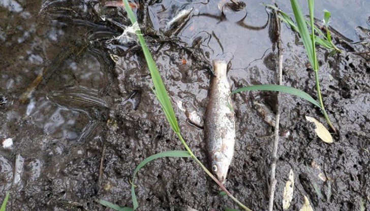 Местните хора твърдят, че не помнят толкова масов мор в реката