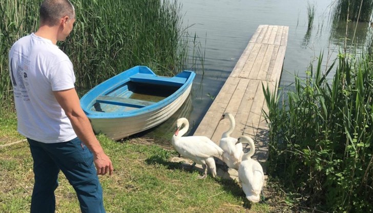 Птиците са оглеждани няколко години като домашни любимци