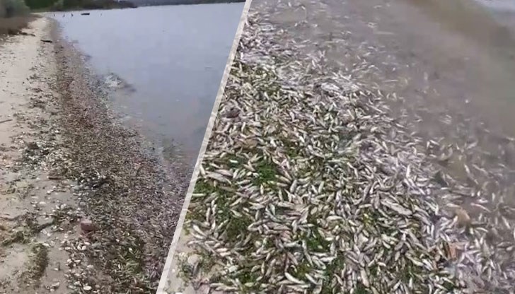 Отдавна не сме виждали толкова умряла риба в езерото, заяви специалист от ИАРА