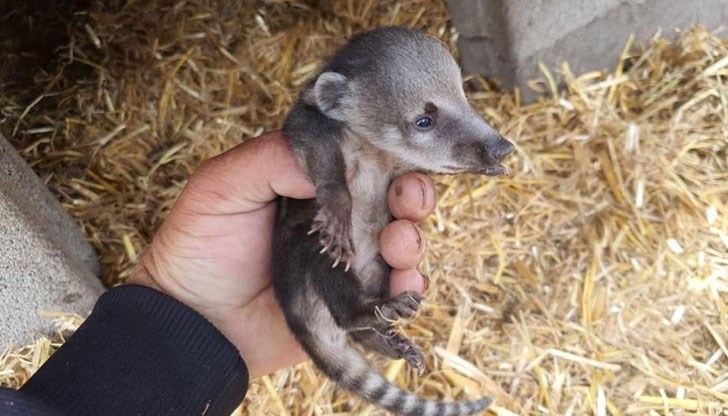 Тази година зоопаркът изживява истински бейби бум