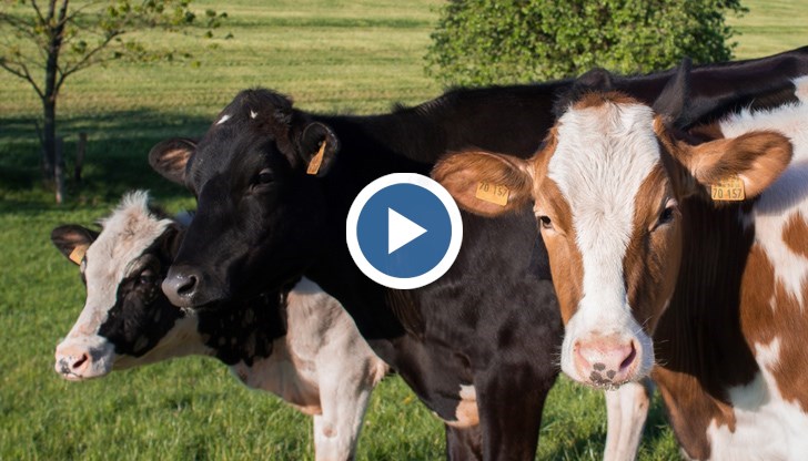 Местните хора са направили и подписка за изселване на кравите