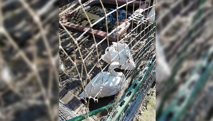 Птиците са конфискувани от частен имот в село Иваново