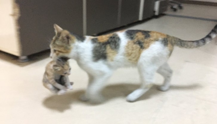 Животинка постоянно следвала детето си, докато го разнасяли по кабинетите и не се отделила от него