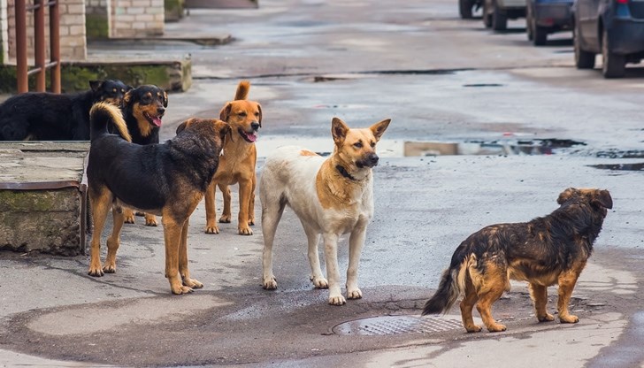 Щабът, създаден по програмата за овладяване популацията на бездомните кучета в Община Русе, поднови дейността си и заседава за първи път от 6 години