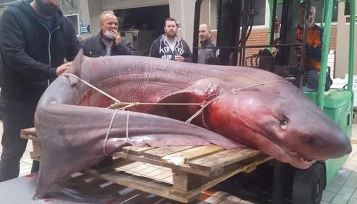 Акулата от редкия вид не е опасна за хората Акулата от редкия вид не е опасна за хората