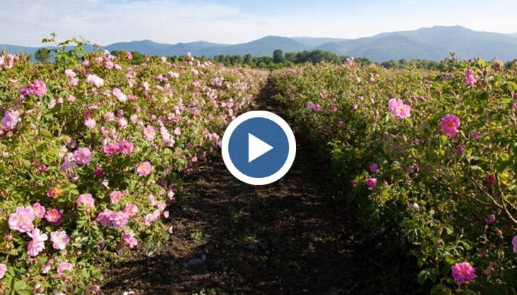 Нов проблем за розопроизводителите. Стигна се и до бунтове