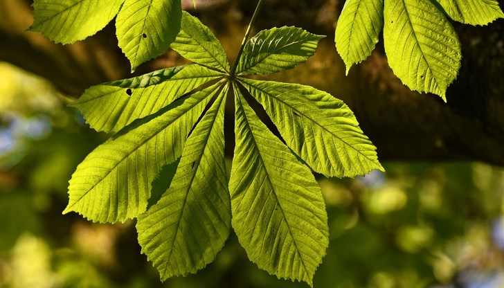 В срок от 24 часа трябва да се избягва досег с третираните площи