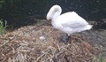 Лебед умря от мъка, след като вандали изпочупиха яйцата му