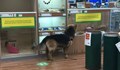 Куче влиза в зоомагазин, за да се любува на морски свинчета
