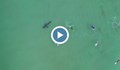 Опасна близост: Огромна бяла акула плува на метри от сърфисти в Плетенбърг Бей