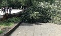 Липа се стовари върху двегодишно дете в Кюстендил